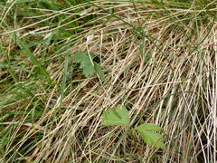 Anemonoides nemorosa