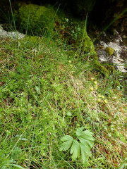 Saxifraga hypnoides