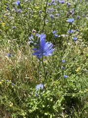 Cichorium intybus intybus