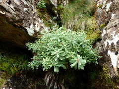 Rhodiola rosea