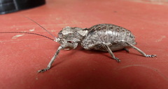 Spalacomimus