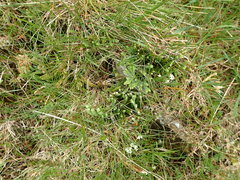 Diphasiastrum alpinum