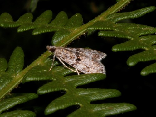 European Common Grey