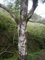 Parathesis cintalapana