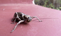 Spalacomimus