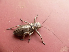 Spalacomimus