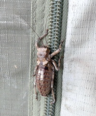 Spalacomimus