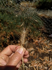 Hordeum murinum