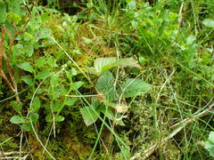 Rubus saxatilis