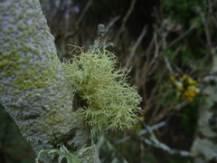 Usnea cornuta
