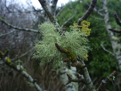 Usnea cornuta