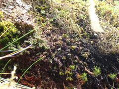 Hymenophyllum wilsonii