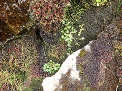 Cochlearia pyrenaica