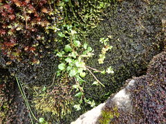 Cochlearia pyrenaica