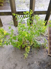 Potentilla intermedia