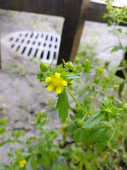 Potentilla intermedia