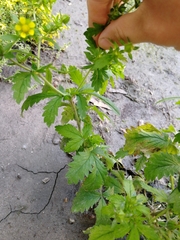 Potentilla intermedia