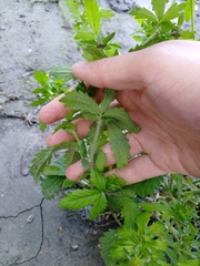 Potentilla intermedia