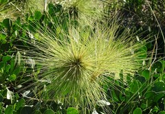Spinifex longifolius