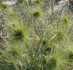 Spinifex longifolius