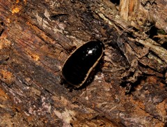 Loboptera decipiens decipiens