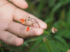 Hylodesmum repandum