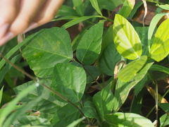 Hylodesmum repandum