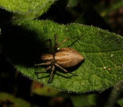 Oxyopes lineatus