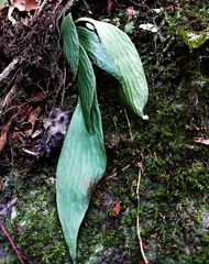 Antrophyum formosanum