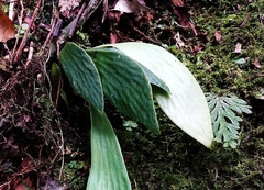 Antrophyum formosanum