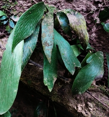 Antrophyum formosanum