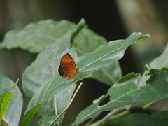 Tetragonus lycaenoides