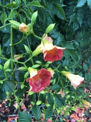 Campsis grandiflora