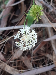 Trachymene composita composita
