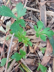 Trachymene composita composita