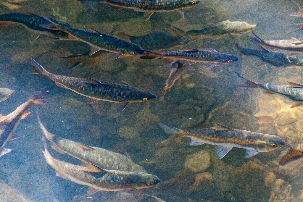 Blue Mahseer Barb