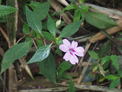 Impatiens platypetala