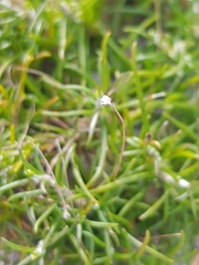 Laxmannia compacta