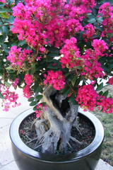 Lagerstroemia indica