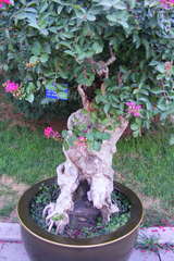 Lagerstroemia indica