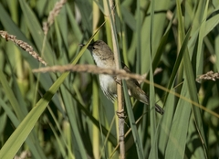 Acrocephalus arundinaceus