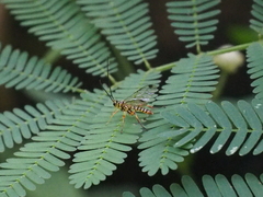 Echthromorpha