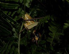 Eupholidoptera smyrnensis