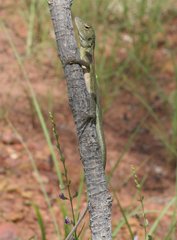 Diporiphora magna