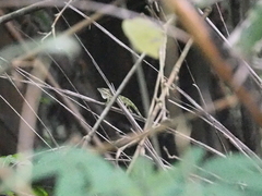 Pseudocalotes tympanistriga