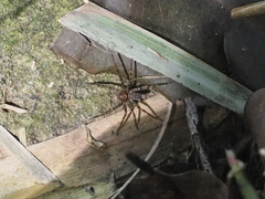 Heteropoda tetrica