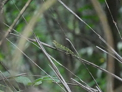 Pseudocalotes tympanistriga
