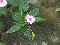 Impatiens platypetala
