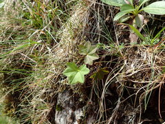 Alchemilla glabra