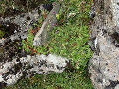 Saxifraga hypnoides
